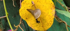 Parthena acutangula