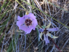 Calochortus palmeri