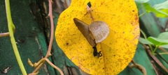 Parthena acutangula