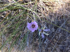 Calochortus palmeri