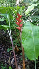 Heliconia bihai