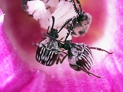 Megacerus leucospilus