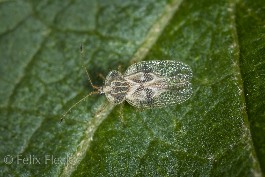 Gargaphia patricia