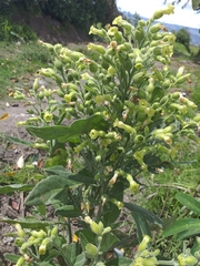 Nicotiana rustica