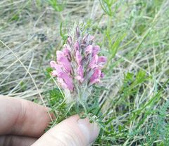 Pedicularis dasystachys