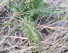 Pedicularis dasystachys
