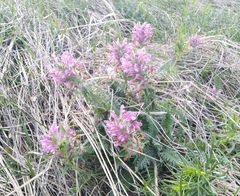 Pedicularis dasystachys