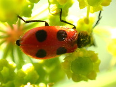 Pelonides quadripunctata