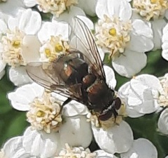 Archytas analis