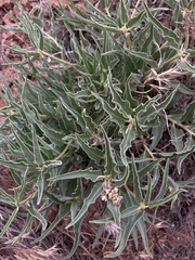 Asclepias macrosperma