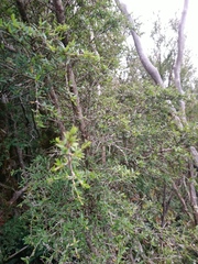 Coprosma quadrifida