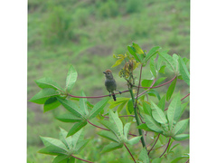 Thamnophilus ruficapillus