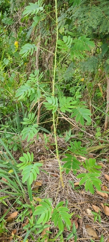 Image of Mimosa casta by (c) ritirene, some rights reserved (CC BY)