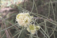 Hakea leucoptera