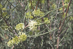Hakea leucoptera