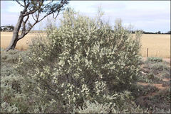 Hakea leucoptera