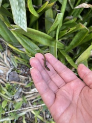 Sphaerodactylus grandisquamis