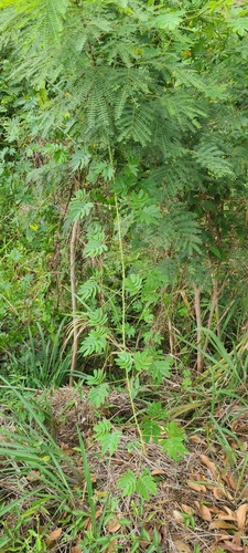 Image of Mimosa casta by (c) ritirene, some rights reserved (CC BY)