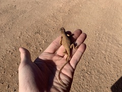 Tympanocryptis petersi
