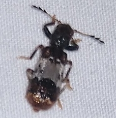 Pelonium leucophaeum