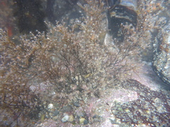 Eudendrium californicum