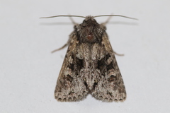 Lacinipolia cuneata