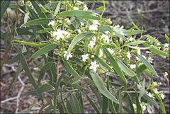 Myoporum platycarpum