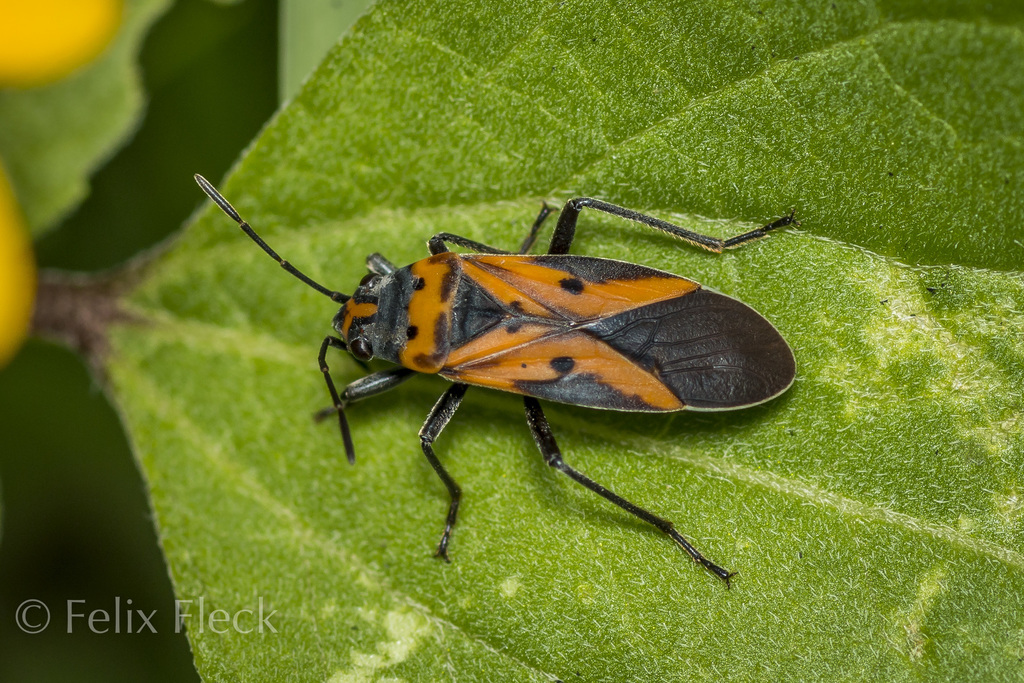 Lygaeus trux