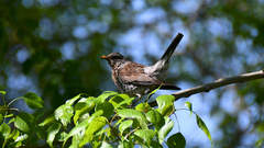 Turdus pilaris
