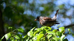 Turdus pilaris
