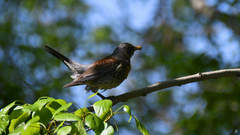 Turdus pilaris