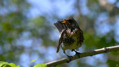 Turdus pilaris