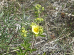 Drymocallis convallaria