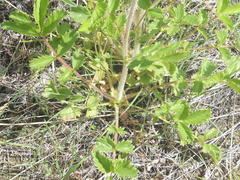 Drymocallis convallaria