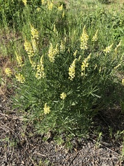 Lupinus sulphureus