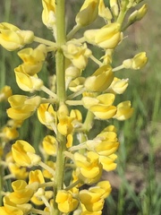 Lupinus sulphureus