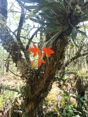 Prosthechea vitellina