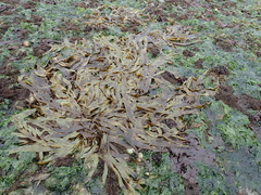 Desmarestia herbacea