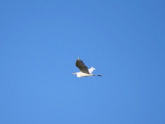 Ardea alba