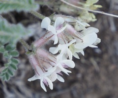 Astragalus parryi