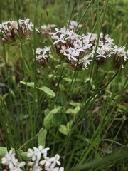 Valerianella longiflora