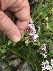 Valerianella longiflora