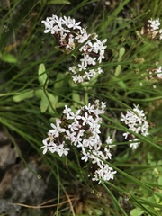 Valerianella longiflora