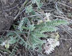 Astragalus parryi