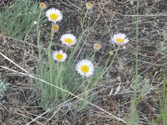 Erigeron filifolius