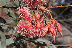 Eucalyptus torquata