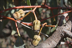 Eucalyptus torquata