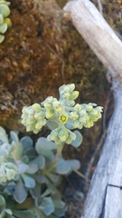 Sedum albomarginatum