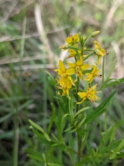 Lysimachia loomisii