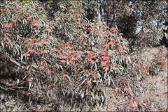 Eucalyptus torquata